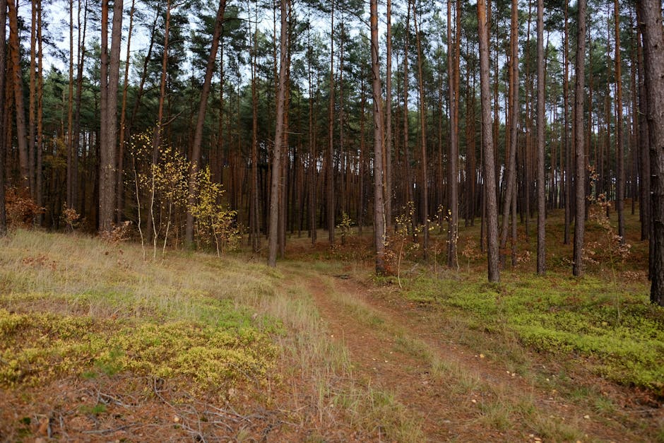 Çam ormanında yürüyüş yapan gezginler
