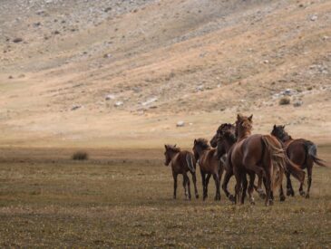 Doğu Anadolu Rotası: İstanbul'dan Bütçe Dostu Köy Gezisi