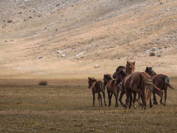Doğu Anadolu Rotası: İstanbul'dan Bütçe Dostu Köy Gezisi