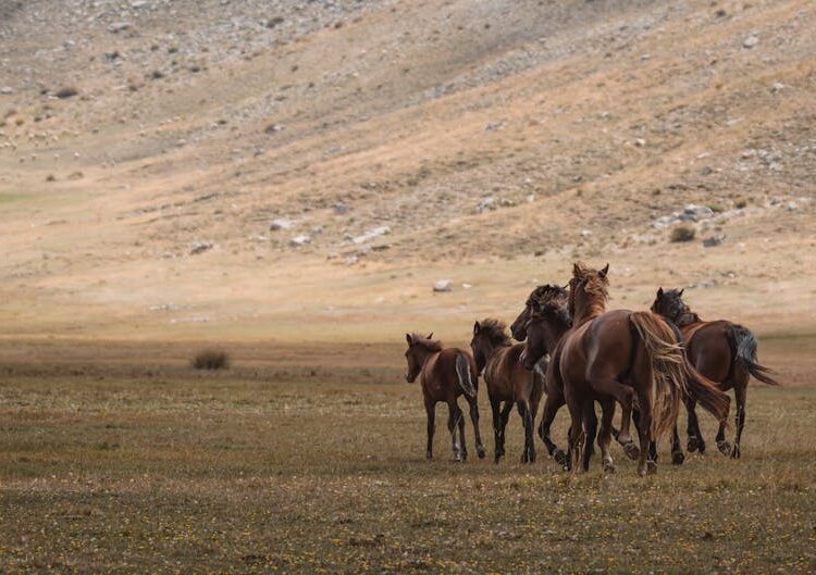 İstanbul'dan Doğu Anadolu Rotaları: Bütçe Dostu Fotoğraf Planı