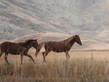 İstanbul'dan Köy Konaklamalı Termal Rotalar: Bütçe Planı