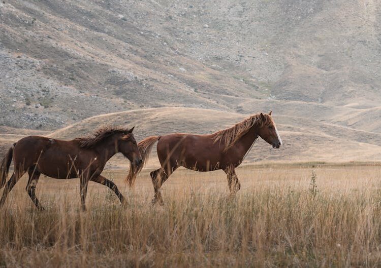 İstanbul'dan İç Anadolu Köy Konaklamalı Fotoğraf Trek Rotası