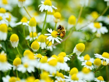 Köy Kamplarıyla Sanat ve Mutfak Keşfi: Türkiye'de Bütçe Doğa Rotası