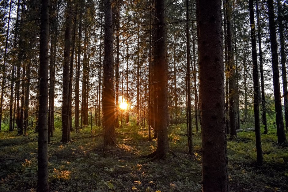 Ormanlık alanda gün batımında yürüyüş yapan gezginler