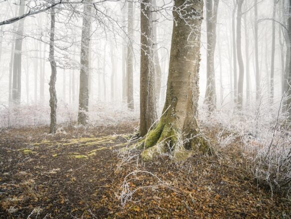 İsveç ve Norveç'te Bütçe Dostu Kuzey Kamplı Trek