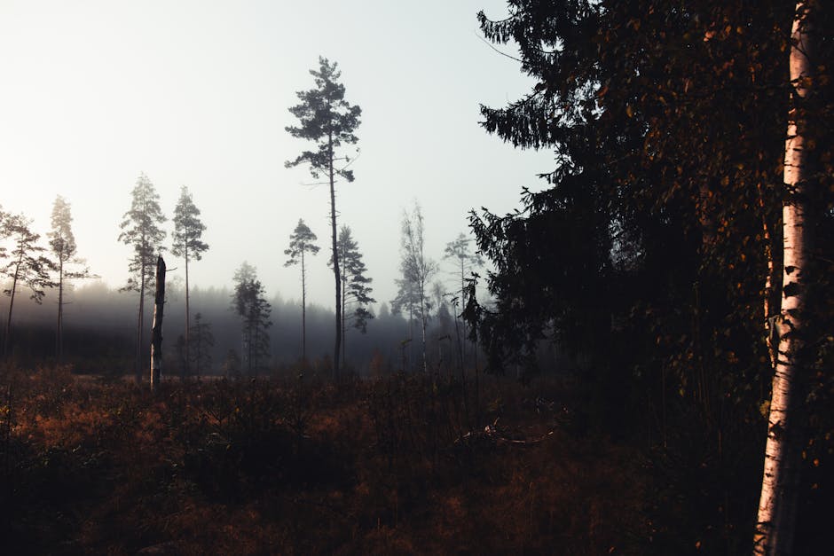 Kuzey ormanında kamp yapan gezgin