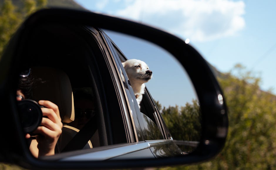 Avrupa'da köpekle uzun yolculuk eden aile görseli