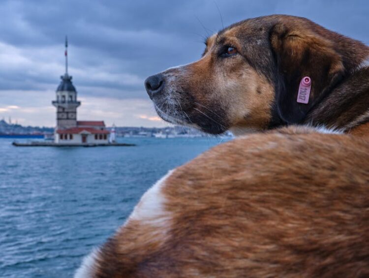 Evcil Hayvan Dostu Rota: İstanbul'dan Balkanlar ve Kıbrıs